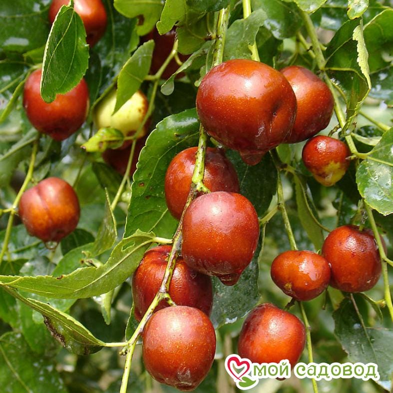 Зизифус Коктебель (Поздние сорт)