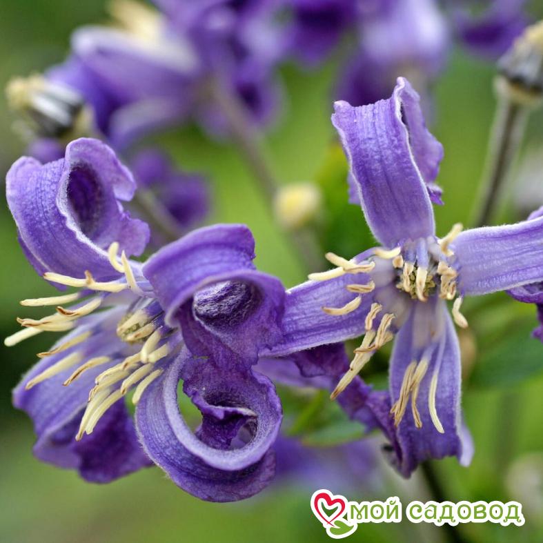 Клематис Чайна Пурпл ЗКС