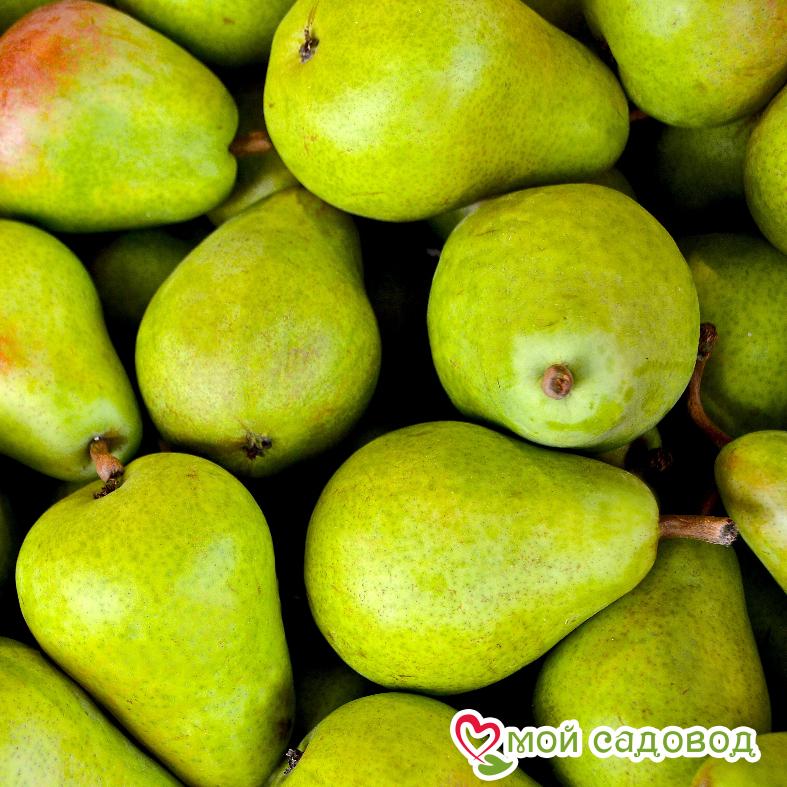 Груша Лимонадная Осенняя