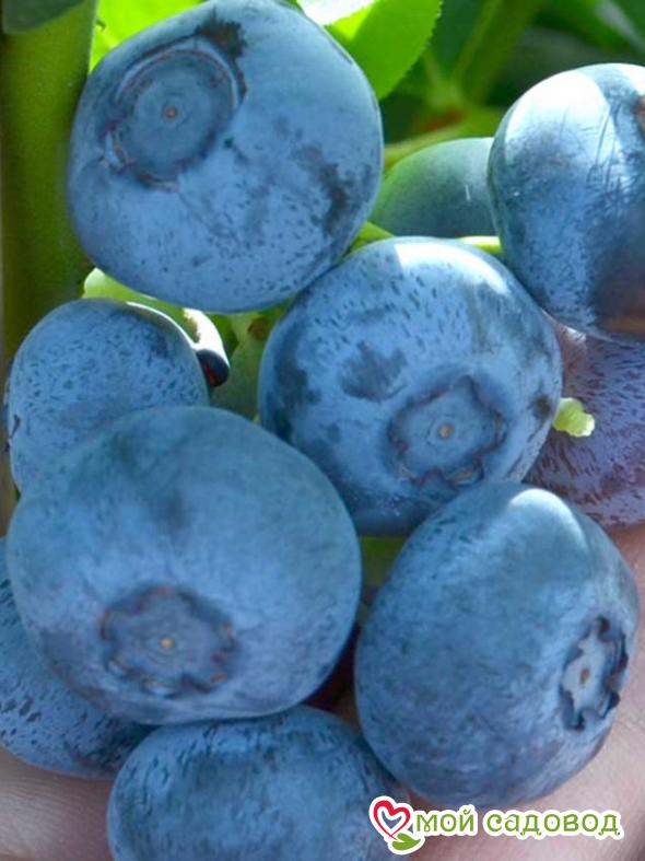 Голубика "Нельсон"