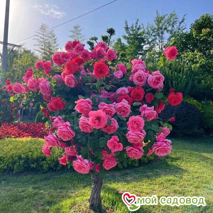 Роза Версаля